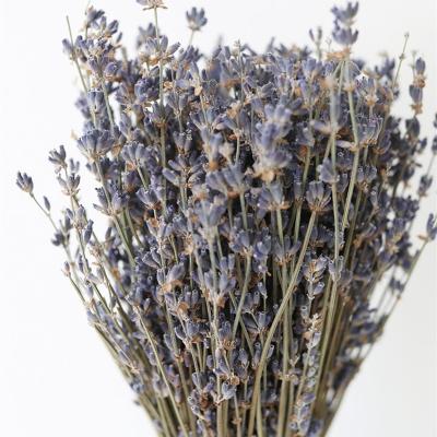 China Hot Seller Eco-friendly Dry Lavender Natural Preserved Flower Dried Lavender For Wedding Birthday Home Decoration for sale