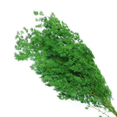 China Environmental protection factory wholesale cheap white color green asparagus dried Ming Ferns preserved for sale