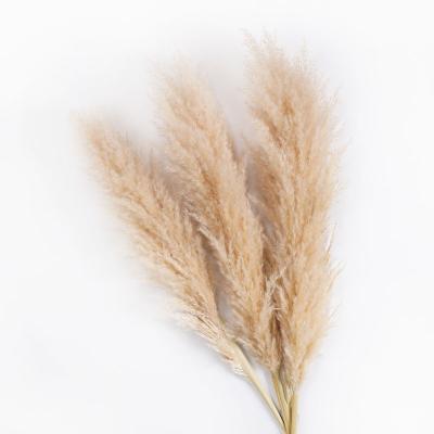 China Wholesale Natural Large Natural Dry Grass Dried Flowers Pampas Green Environmental Protection Dry Grass Flower 120cm Large for sale