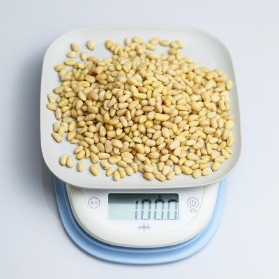 China Chinese Pinenut Cheap Snack Pine Nuts / Kernels Price for sale