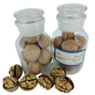 China Shell factory direct top quality dry pure natural grade fresh top walnuts for sale