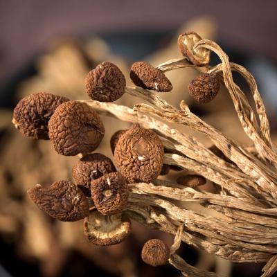 China Nutritious Best Price Mini Dried Tea Tree Mushrooms Small for sale