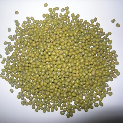 China No addition mung bean green sprouting wholesale for sale