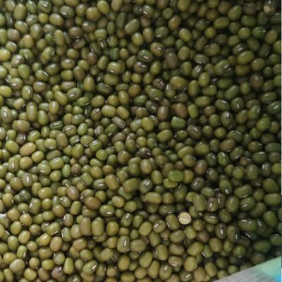 China No addition high quality green mung beans for sprout on sale for sale