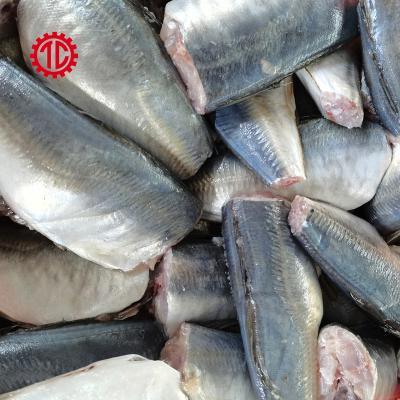 China New Arrived HGT FROZEN Reasonable Frozen Mackerel Fish Canned Price for sale