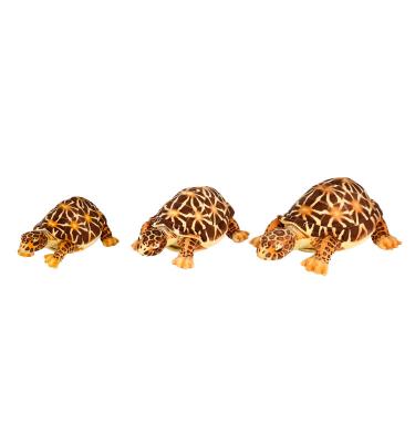 China Toy Wholesale Factory Hot Selling Soft Stuffed Star Turtle Plush Toy High Quality Realistic Stuffed Turtle for sale