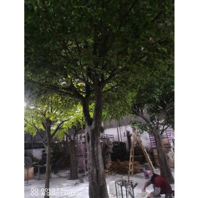 China Green Eco-friendly Artificial Large Banyan Tree Artificial Ficus Tall Tree for sale