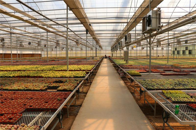 Verified China supplier - Qingdao Senyang Horticulture Co., Ltd.