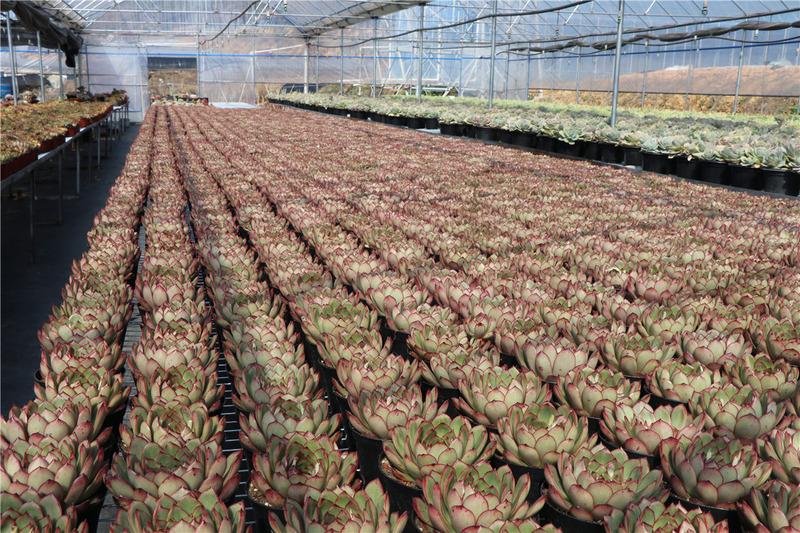 Verified China supplier - Qingdao Senyang Horticulture Co., Ltd.