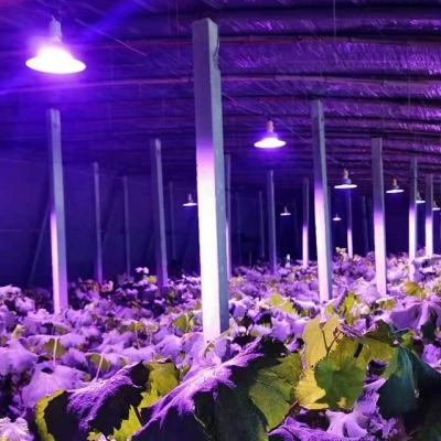 China LED Plant Growth Lamp Full Spectrum High Power Complement Lamp for sale