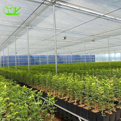 China Large Transparent Plastic Film Multi-Span Greenhouse Grow Tent Transparent and Durable for sale