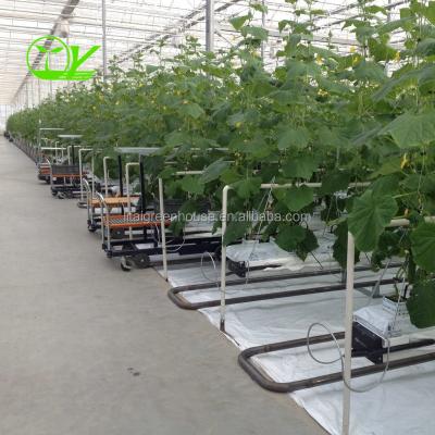 China Hydroponic Farming Agriculture Greenhouse with 8m Wide Span and Transparent Design for sale