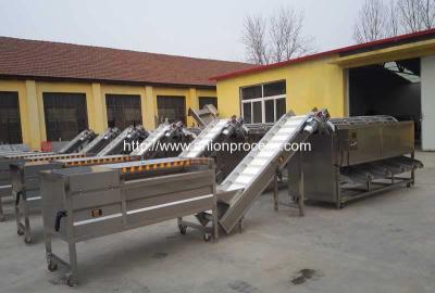 China Automatic Onion Water Washing and Grader Line for sale