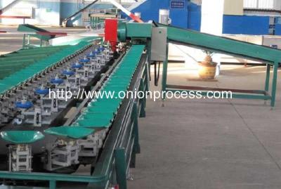 China Automatic Onion Water Washing and Grader Line for sale