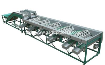 China Automatic Garlic Grader Machine for Sale for sale