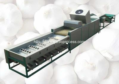 China Automatic Garlic Sorting Machine with Brusher Cleaning Function for sale