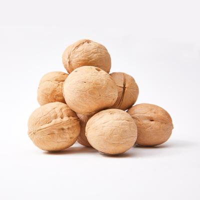 China Best quality dried dried inshell bulk walnut 185 for sale white walnuts for sale walnut without shell for sale