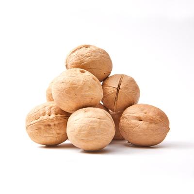 China Bulk dry wholesale raw walnut 33/185 paper wallnut nuts without shell nut inshell for sale