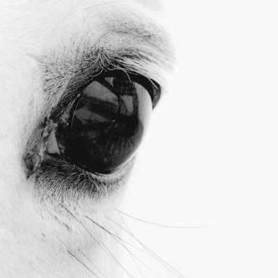 China Modern Animal Photographic Prints Black And White Horse In Wind Painting And Calligraphy Horse Eyes for sale