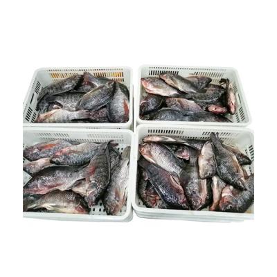 China China Manufacturer Supply Good Price Fresh Frozen Tilapia Salt Tilapia Whole NATURE 2021 Tilapia Round Round for sale