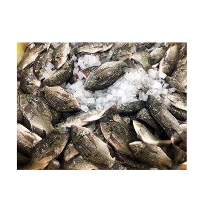 China NATURE Premium Tilapia Frozen Fish With Low Price Tilapia Fish Price Per Kg for sale