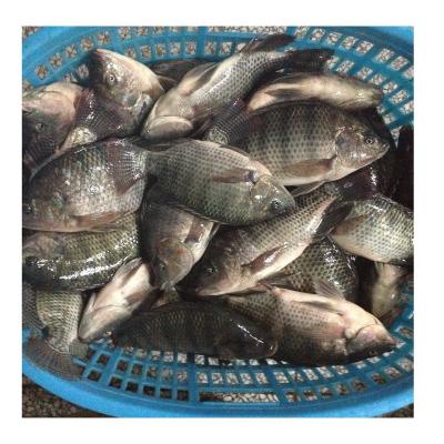 China NATURE Fresh Frozen Gutted Tilapia Measured Frozen Fish On Sale for sale