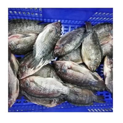 China Hot Selling NATURE Whole Around Frozen Black Tilapia Fish for sale