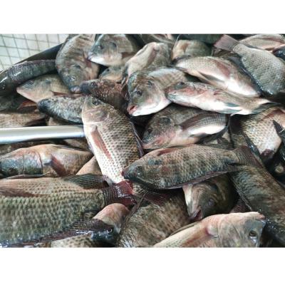 China Wholesale China NATURE Tilapia Frozen Frozen Seafood Tilapia Whole Round for sale