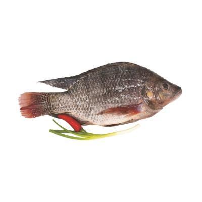 China NATURE Tilapia Fish Feed Seafood China High Quality Manufacturer Supply Good Price Whole Round Frozen Tilapia for sale