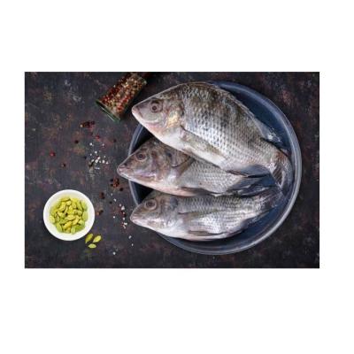 China NATURE Frozen Tilapia Fish High Quality Frozen Tilapia For Wholesale for sale