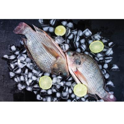 China NATURE China Frozen Fish Whole Round Gutted Measured Tilapia Wholesale Price Best Quality for sale