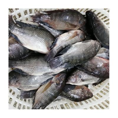 China NATURE High Quality Frozen Black Tilapia Fish with 10% 90% NW Glaze for sale