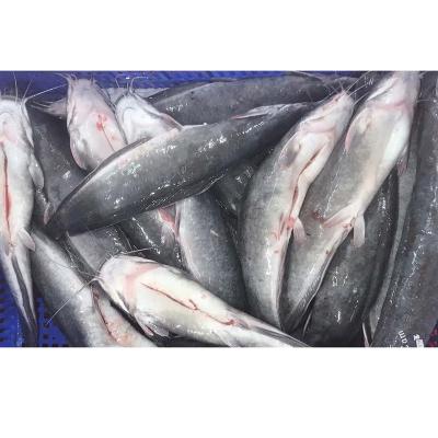 China Popular NATURE Frozen Catfish Farm Raised Catfish With All Size for sale