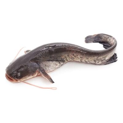 China Whole NATURE Frozen Catfish Silurus Asotus Fish Seafood India for sale