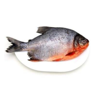 China NEW NATURE season good quality damselfish redfish frozen goldfish with size 300-500g 500-800g for sale