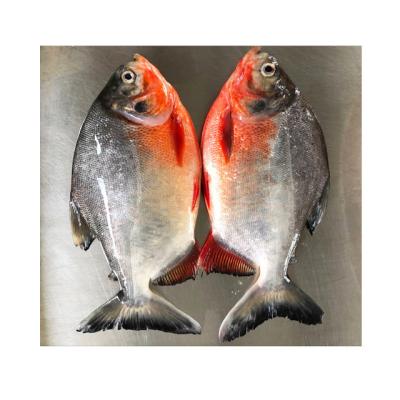 China NATURE seafood fish wholesale frozen red damselfish price the best for sale