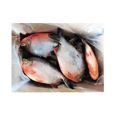 China NATURE Good Quality Hot Selling Frozen Red Fish Pigtails for sale