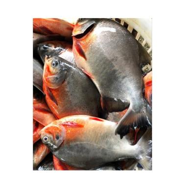 China NATURE good quality factory export fish FROZEN RED CASTAGNOLES on sales for African market for sale