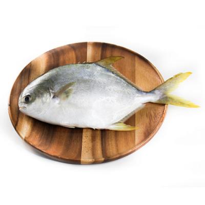 China NATURE Frozen Whole Round Rimmelfish Frozen Golden Fish for sale