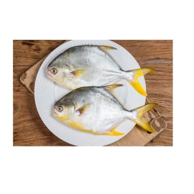 China NATURE wholesale price fish frozen cultured golden damselfish for sale