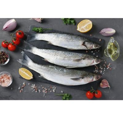 China NATURE Frozen Gray Mullet Gutted Without Roe for sale