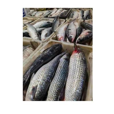 China NATURE Factory Directly Supply Frozen Gutted Gray Mullet From China for sale