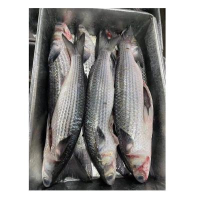 China NATURE Whole Gray Mullet Gutted Chinese Fish Jelly Cleaned 800-2000g for sale