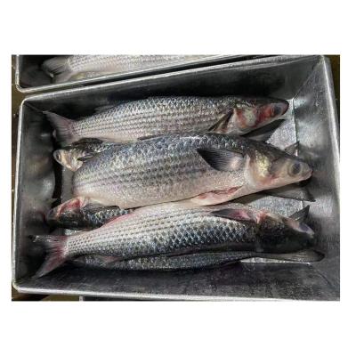 China NATURE High Quality Best Price Gutted Frozen Mullet Fish for sale