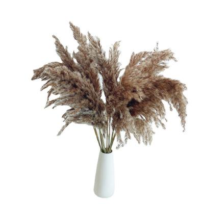 Китай Dried Natural Pampas Grass Fluffy Reed Swinging Boho DIY Plant 17