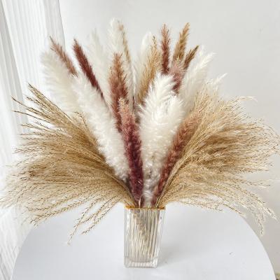 China 60pcs Dried Natural Pampas Grass Fluffy Boho DIY Plant 17