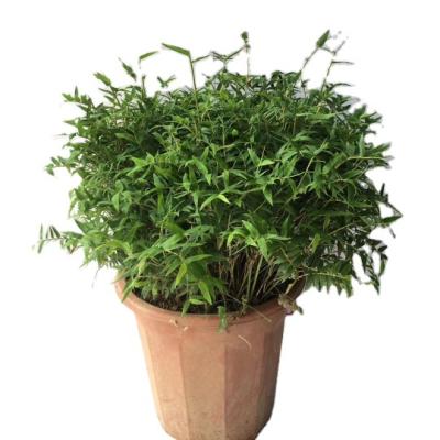 China New live natural plants High quality Bambusa multiplex of indoor plant bamboo bonsai for sale