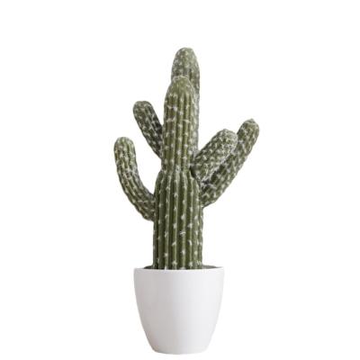 China hot sale New arrival Indoor ornamental artificial green plants Immortal plant ornamental plant cactus for sale