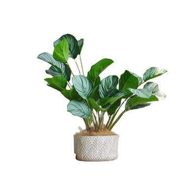 China hot sale New arrival Indoor ornamental artificial green plants Immortal plant ornamental plant calathea for sale