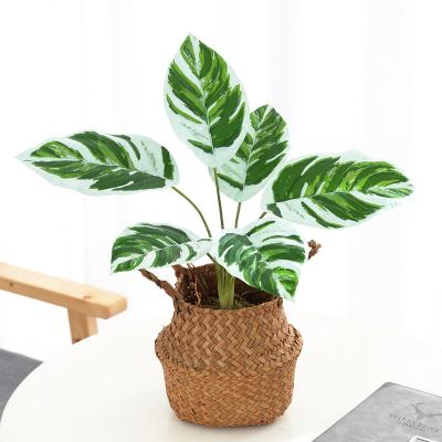 China hot sale New arrival Indoor ornamental artificial green plants Immortal plant ornamental plant calathea for sale